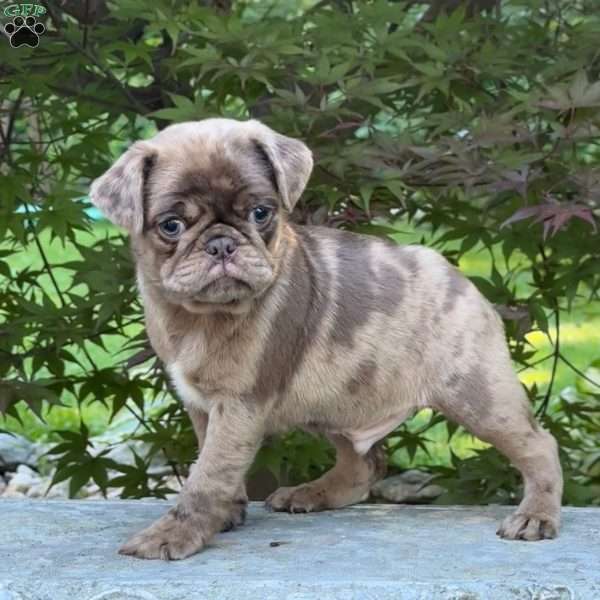 Oscar, Pug Puppy