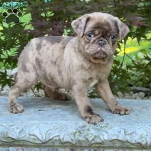 Oscar, Pug Puppy