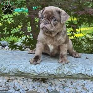 Oscar, Pug Puppy