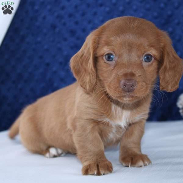 Shane, Dachshund Puppy