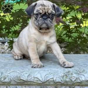 Oreo, Pug Puppy