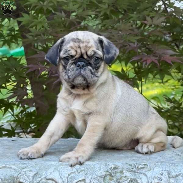 Oreo, Pug Puppy