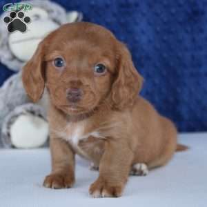Shane, Dachshund Puppy
