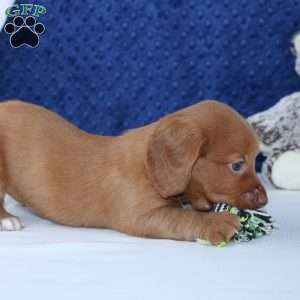 Shane, Dachshund Puppy