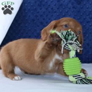 Shane, Dachshund Puppy