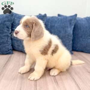 Emma, Newfoundland Puppy