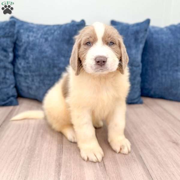 Emma, Newfoundland Puppy