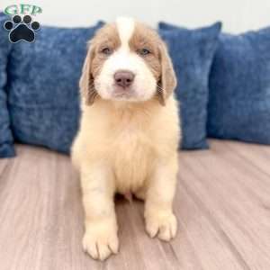 Emma, Newfoundland Puppy