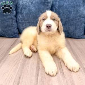 Emma, Newfoundland Puppy