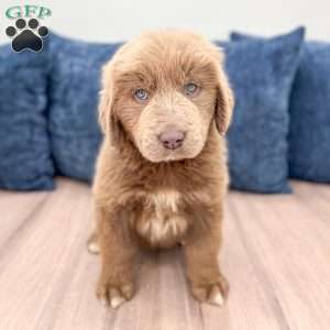 Heidi, Newfoundland Puppy