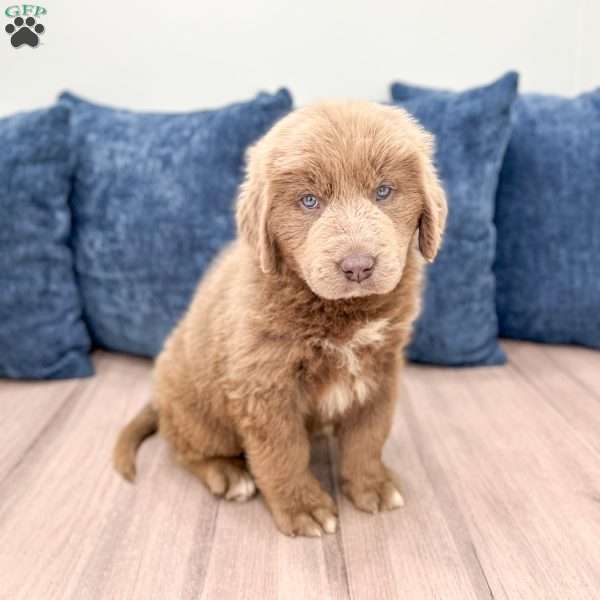 Heidi, Newfoundland Puppy