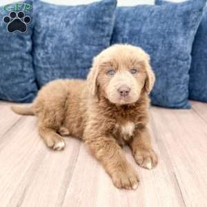 Heidi, Newfoundland Puppy