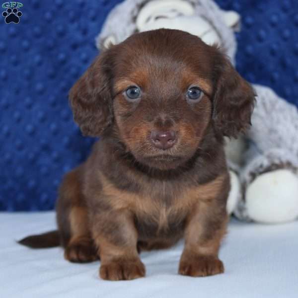 Sawyer, Dachshund Puppy
