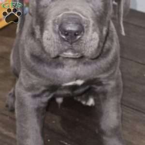 Bruiser, Cane Corso Puppy