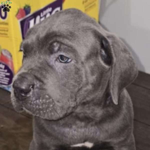 Bruiser, Cane Corso Puppy