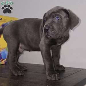 Bruiser, Cane Corso Puppy