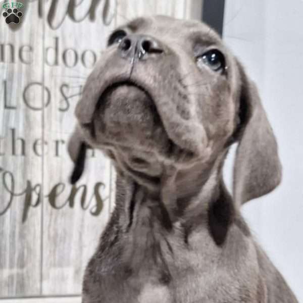 Bella, Cane Corso Puppy