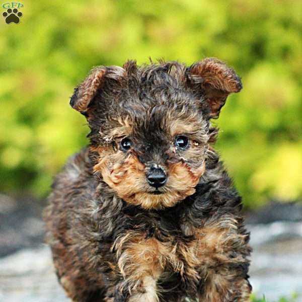 Daisy, Yorkie Poo Puppy