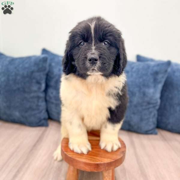 Chance, Newfoundland Puppy