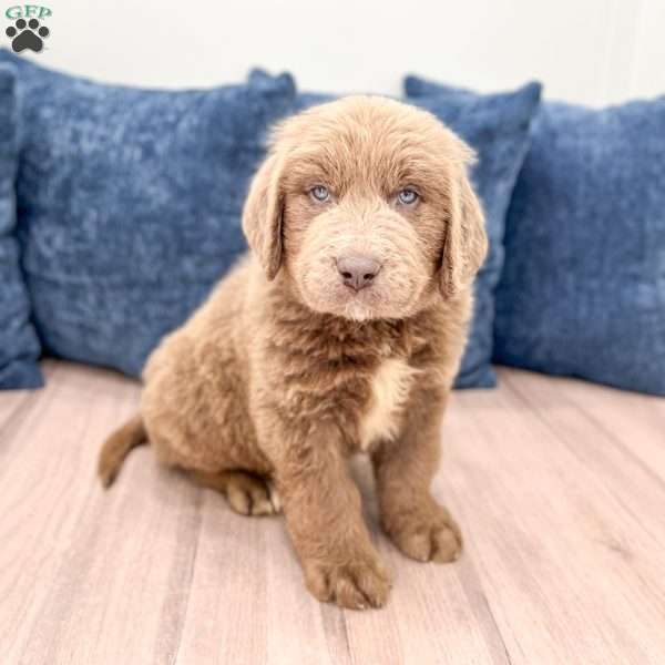 Cody, Newfoundland Puppy