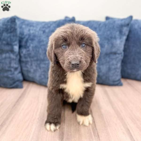 Honey, Newfoundland Puppy