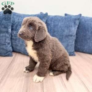 Honey, Newfoundland Puppy