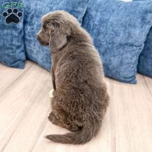Honey, Newfoundland Puppy