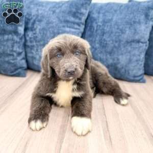 Honey, Newfoundland Puppy