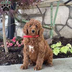 Lucy, Goldendoodle Puppy