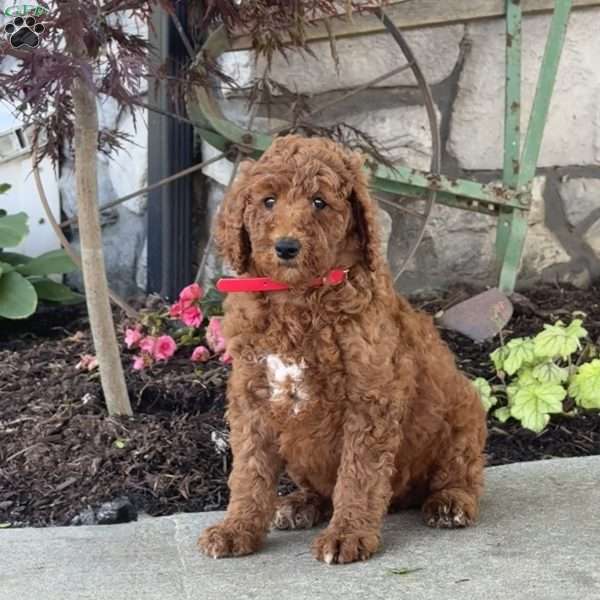 Lucy, Goldendoodle Puppy