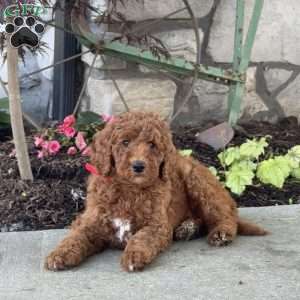 Lucy, Goldendoodle Puppy