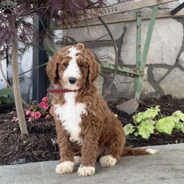 Lola, Goldendoodle Puppy