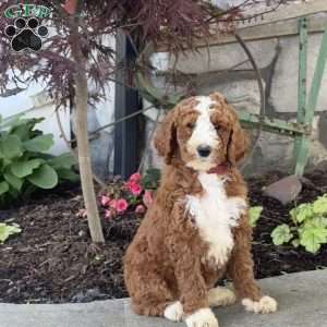 Lola, Goldendoodle Puppy