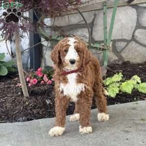 Lola, Goldendoodle Puppy