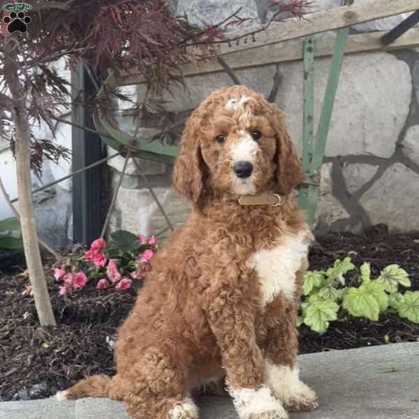 Lizzie, Goldendoodle Puppy