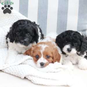 Ginger, Cavapoo Puppy