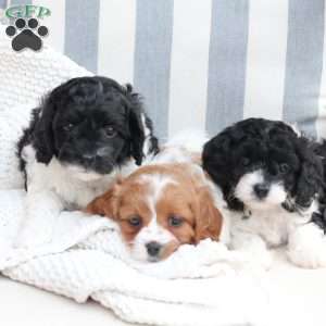 Pepper, Cavapoo Puppy
