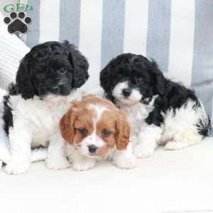 Storm, Cavapoo Puppy