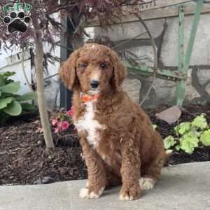 Layla, Goldendoodle Puppy