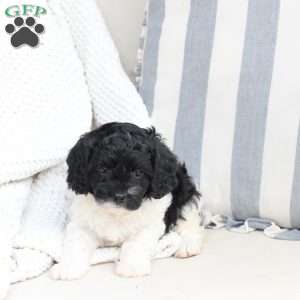 Storm, Cavapoo Puppy