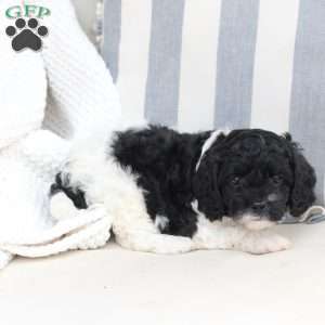 Storm, Cavapoo Puppy