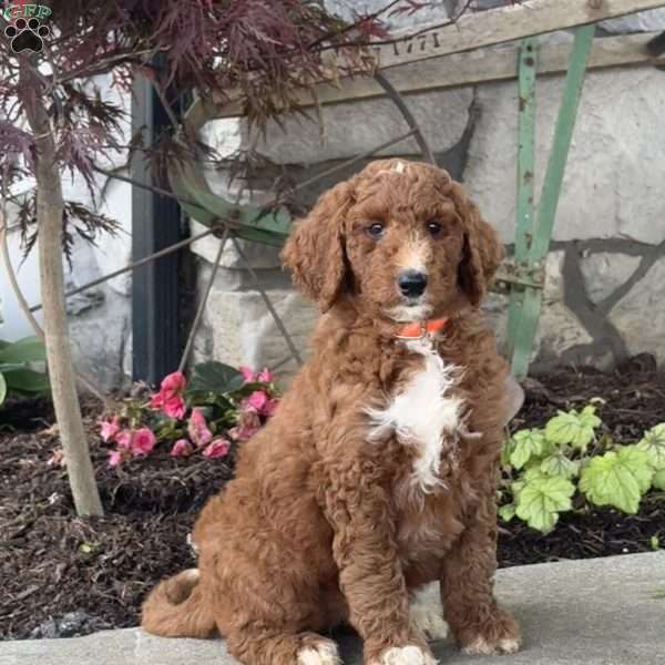 Layla, Goldendoodle Puppy
