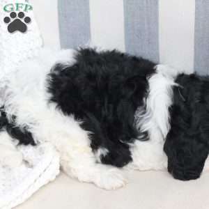 Storm, Cavapoo Puppy