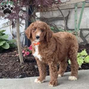 Layla, Goldendoodle Puppy