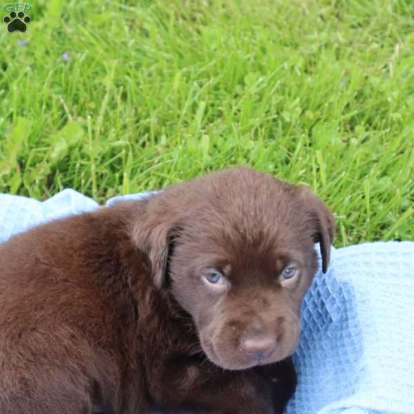 Easton, Chocolate Labrador Retriever Puppy