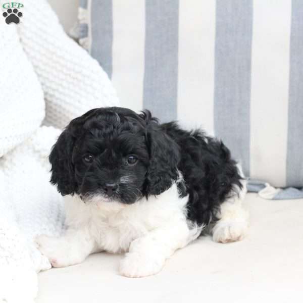 Storm, Cavapoo Puppy