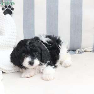 Pepper, Cavapoo Puppy