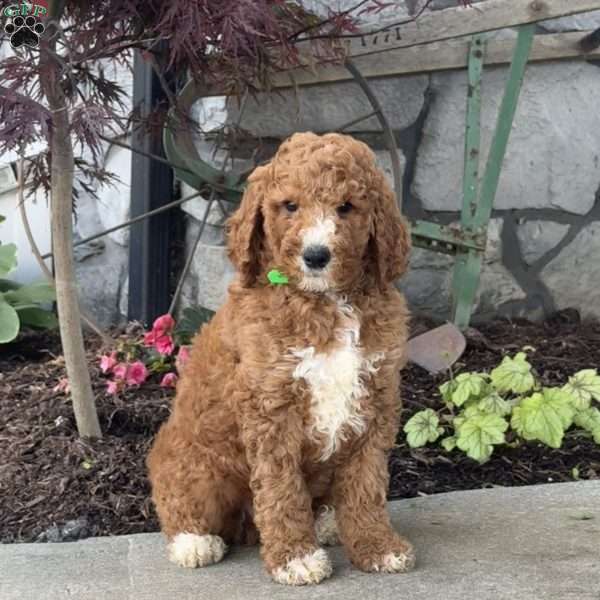 Logan, Goldendoodle Puppy