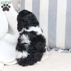 Pepper, Cavapoo Puppy