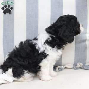 Pepper, Cavapoo Puppy